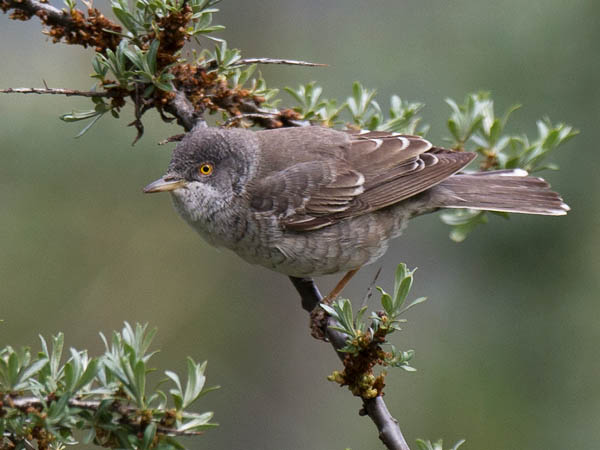 Kirjokerttu, Barred Warbler , Sylvia nisoria