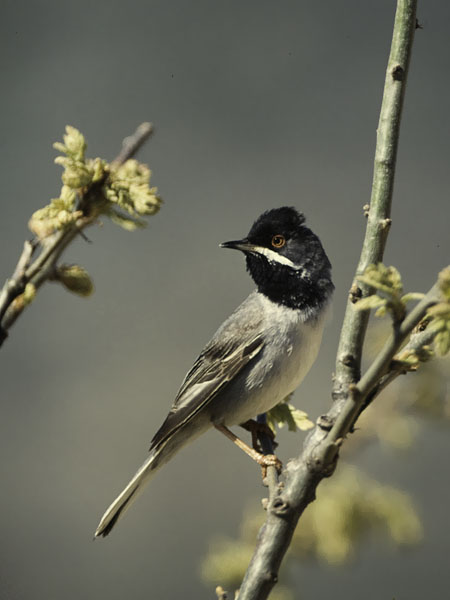 Mustakurkkukerttu, Rüppell's Warbler, Sylvia rueppelli