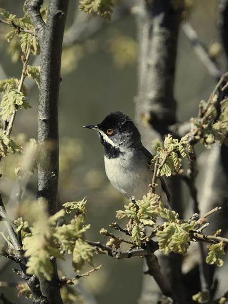Mustakurkkukerttu, Rüppell's Warbler, Sylvia rueppelli