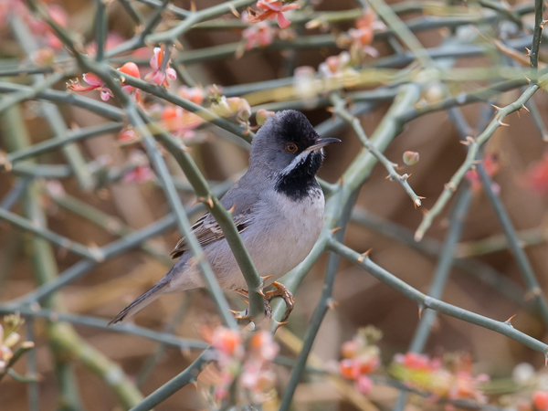 Mustakurkkukerttu, Rüppell's Warbler, Sylvia rueppelli