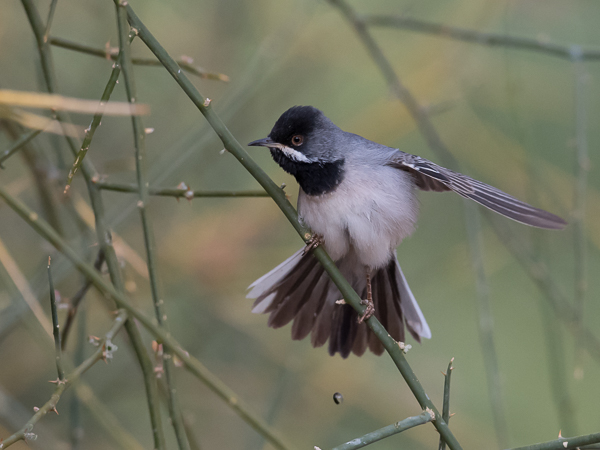 Mustakurkkukerttu, Rüppell's Warbler, Sylvia rueppelli