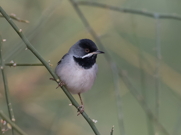 Mustakurkkukerttu, Rüppell's Warbler, Sylvia rueppelli