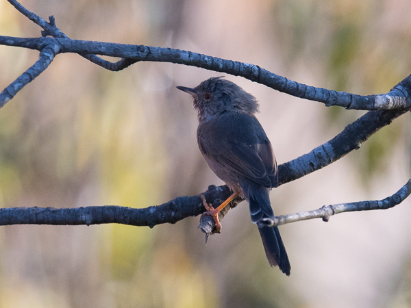 Ruskokerttu, Dartford Warbler, Sylvia undata