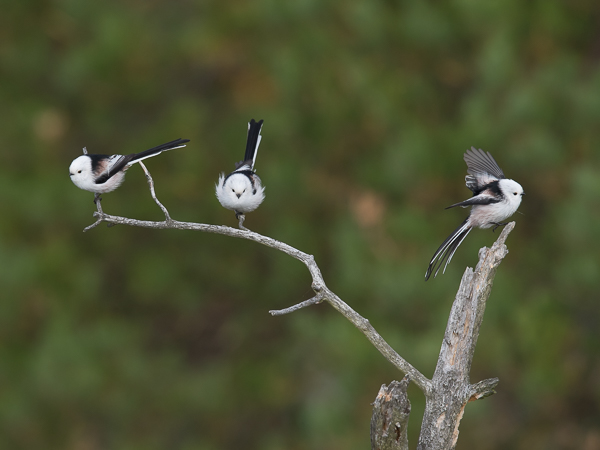 Pyrstötiainen, Long-tailed Tit, Aegithalos caudatus