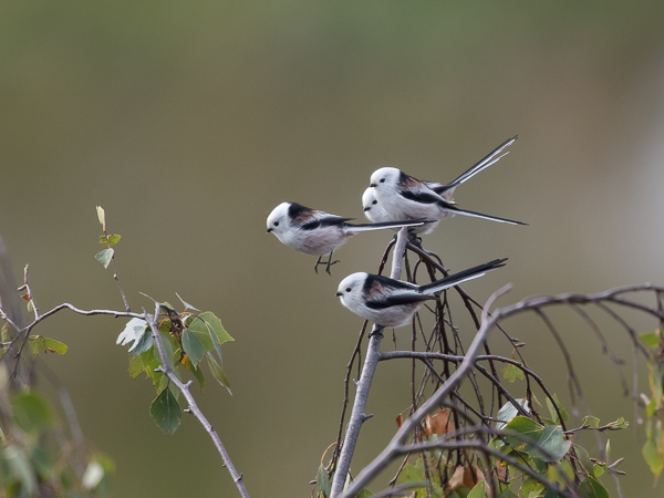 Pyrstötiainen, Long-tailed Tit, Aegithalos caudatus