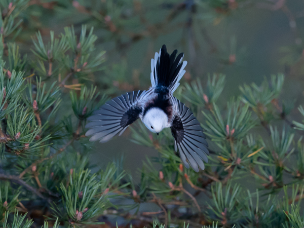 Pyrstötiainen, Long-tailed Tit, Aegithalos caudatus