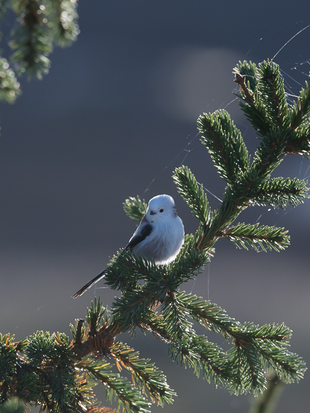 Pyrstötiainen, Long-tailed Tit, Aegithalos caudatus