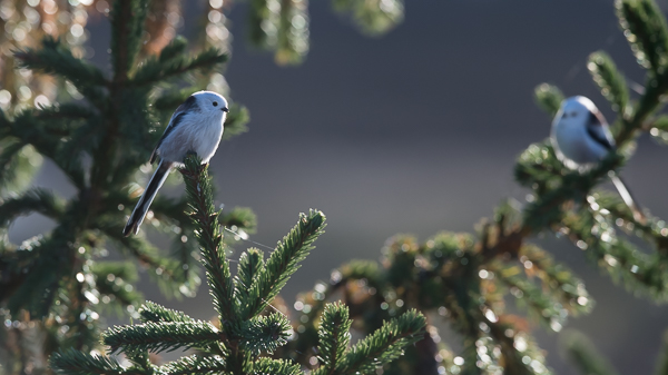 Pyrstötiainen, Long-tailed Tit, Aegithalos caudatus