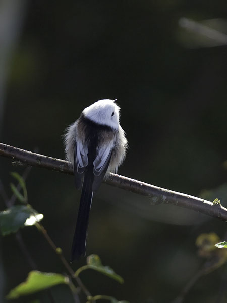 Pyrstötiainen, Long-tailed Tit, Aegithalos caudatus