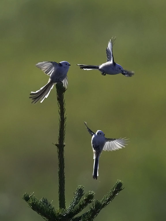 Pyrstötiainen, Long-tailed Tit, Aegithalos caudatus