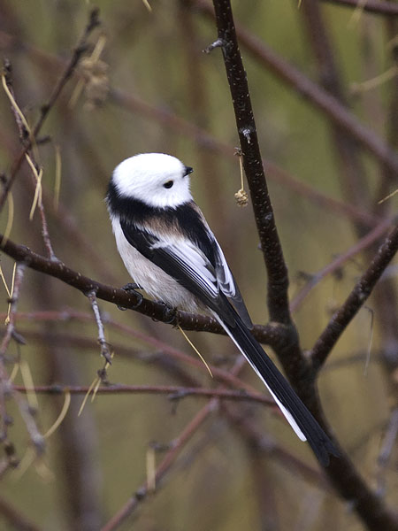 Pyrstötiainen, Long-tailed Tit, Aegithalos caudatus