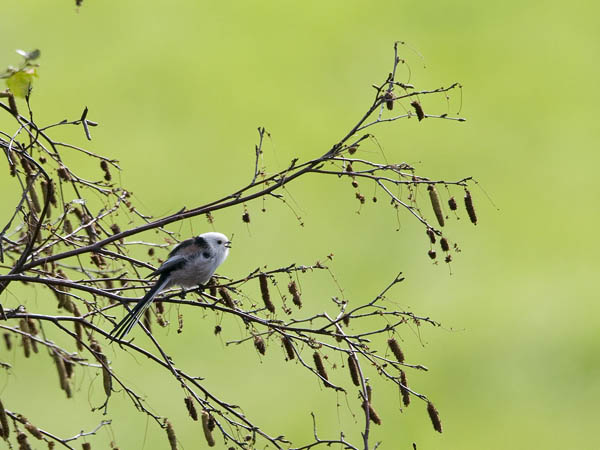 Pyrstötiainen, Long-tailed Tit, Aegithalos caudatus