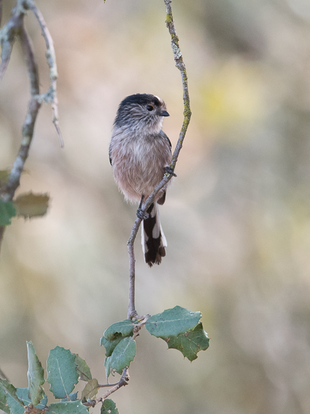 Pyrstötiainen, Long-tailed Tit, Aegithalos caudatus
