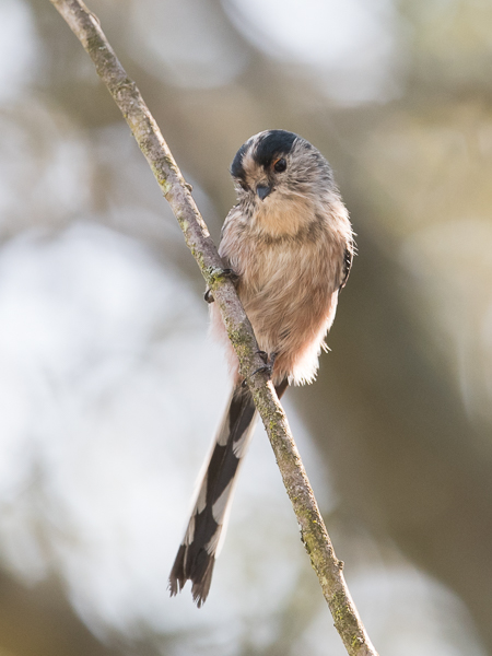 Pyrstötiainen, Long-tailed Tit, Aegithalos caudatus