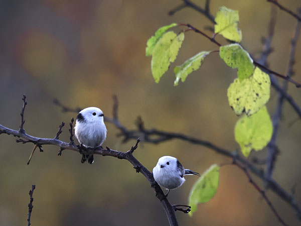 Pyrstötiainen, Long-tailed Tit, Aegithalos caudatus
