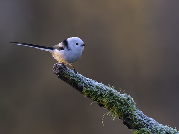 Pyrstötiainen, Long-tailed Tit, Aegithalos caudatus