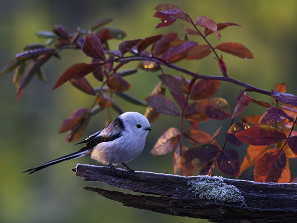 Pyrstötiainen, Long-tailed Tit, Aegithalos caudatus