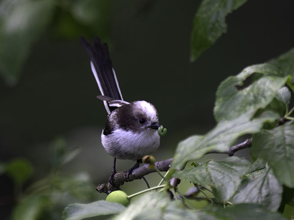 Pyrstötiainen, Long-tailed Tit, Aegithalos caudatus