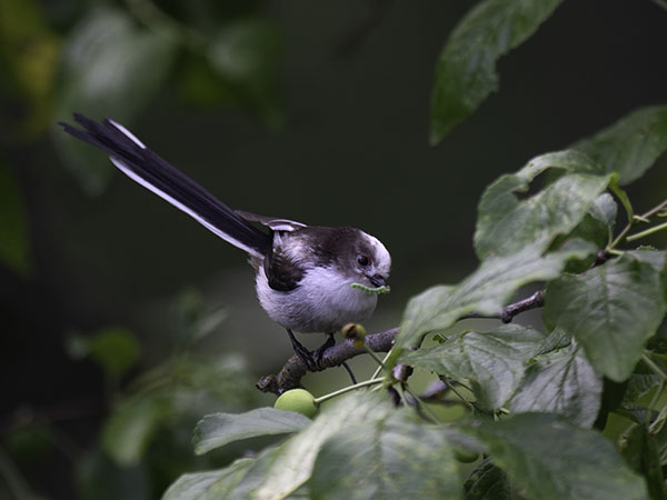 Pyrstötiainen, Long-tailed Tit, Aegithalos caudatus