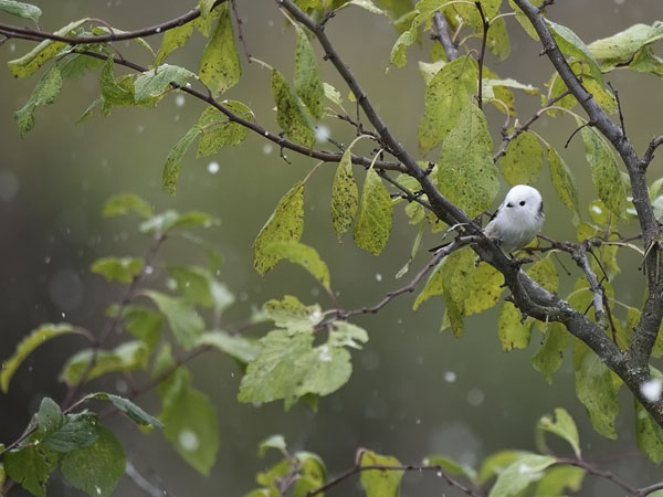 Pyrstötiainen, Long-tailed Tit, Aegithalos caudatus