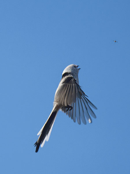Pyrstötiainen, Long-tailed Tit, Aegithalos caudatus