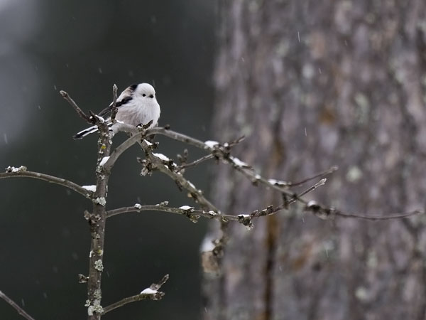 Pyrstötiainen, Long-tailed Tit, Aegithalos caudatus