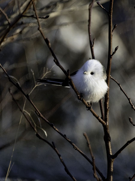 Pyrstötiainen, Long-tailed Tit, Aegithalos caudatus