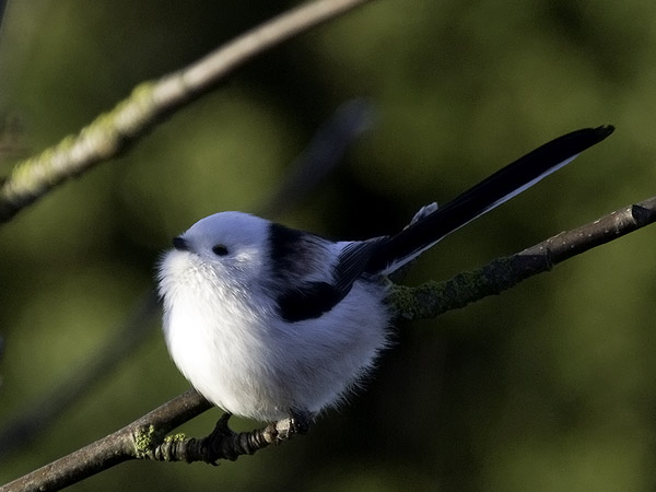 Pyrstötiainen, Long-tailed Tit, Aegithalos caudatus