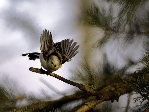 Pyrstötiainen, Long-tailed Tit, Aegithalos caudatus