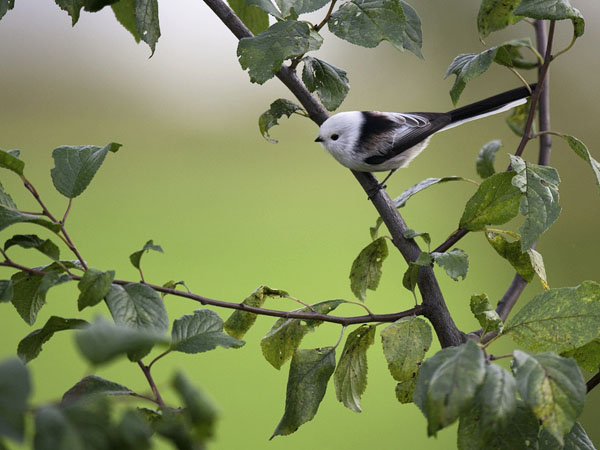 Pyrstötiainen, Long-tailed Tit, Aegithalos caudatus
