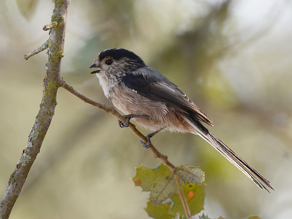 Pyrstötiainen, Long-tailed Tit, Aegithalos caudatus