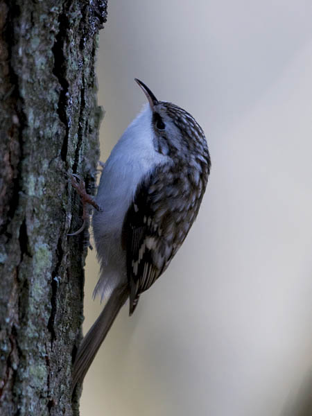 Puukiipijä, Eurasian Treecreeper, Certhia familiaris