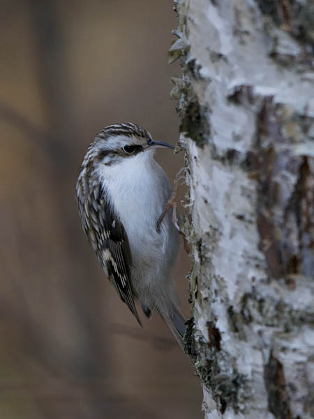 Puukiipijä, Eurasian Treecreeper, Certhia familiaris