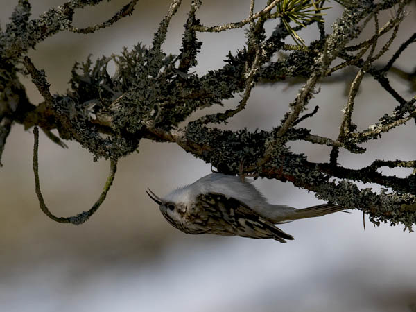 Puukiipijä, Eurasian Treecreeper, Certhia familiaris