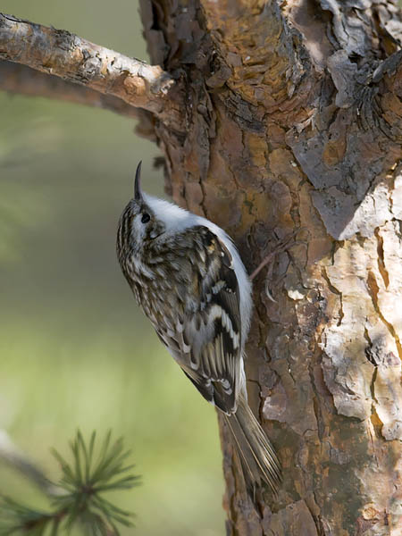 Puukiipijä, Eurasian Treecreeper, Certhia familiaris