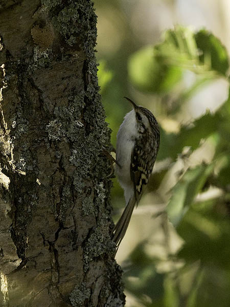 Puukiipijä, Eurasian Treecreeper, Certhia familiaris
