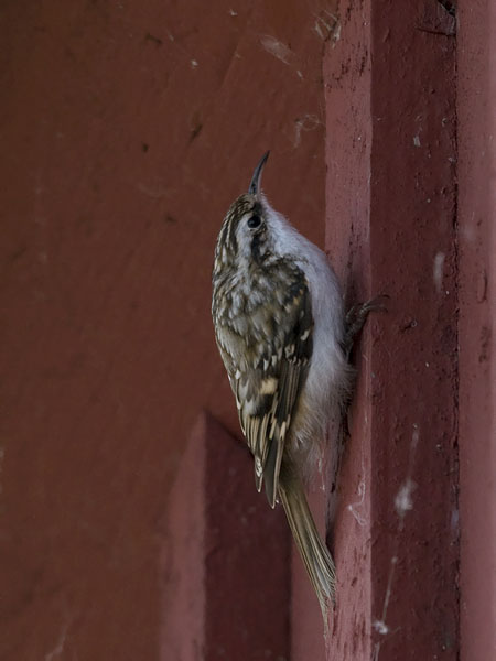 Puukiipijä, Eurasian Treecreeper, Certhia familiaris