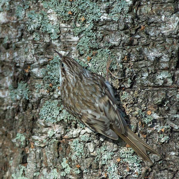 Puukiipijä, Eurasian Treecreeper, Certhia familiaris