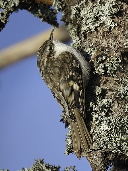 Puukiipijä, Eurasian Treecreeper, Certhia familiaris