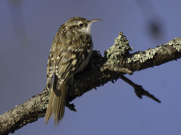 Puukiipijä, Eurasian Treecreeper, Certhia familiaris