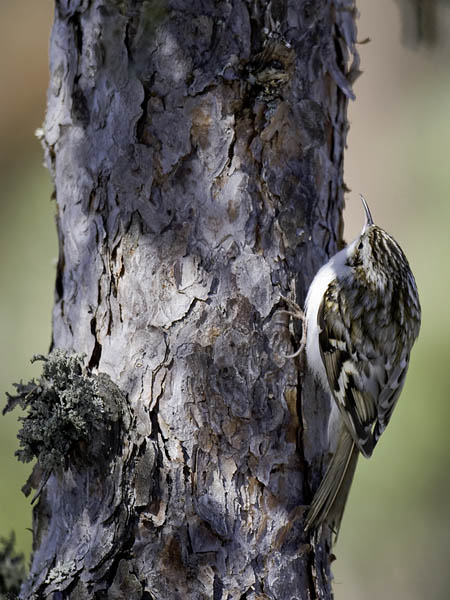 Puukiipijä, Eurasian Treecreeper, Certhia familiaris