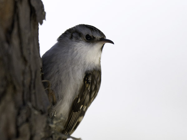 Puukiipijä, Eurasian Treecreeper, Certhia familiaris