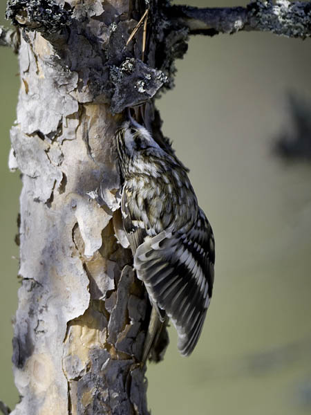 Puukiipijä, Eurasian Treecreeper, Certhia familiaris