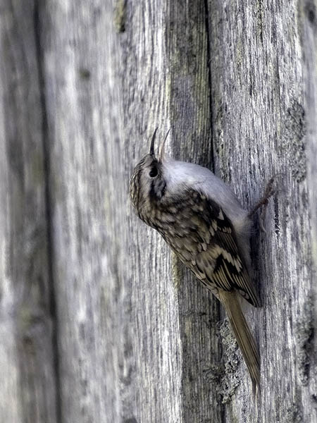 Puukiipijä, Eurasian Treecreeper, Certhia familiaris