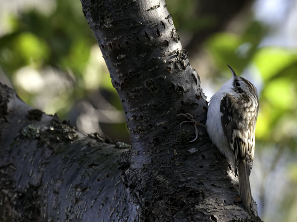 Puukiipijä, Eurasian Treecreeper, Certhia familiaris