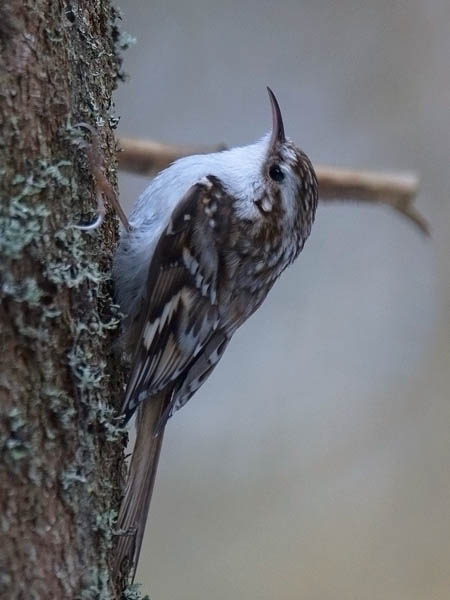 Puukiipijä, Eurasian Treecreeper, Certhia familiaris