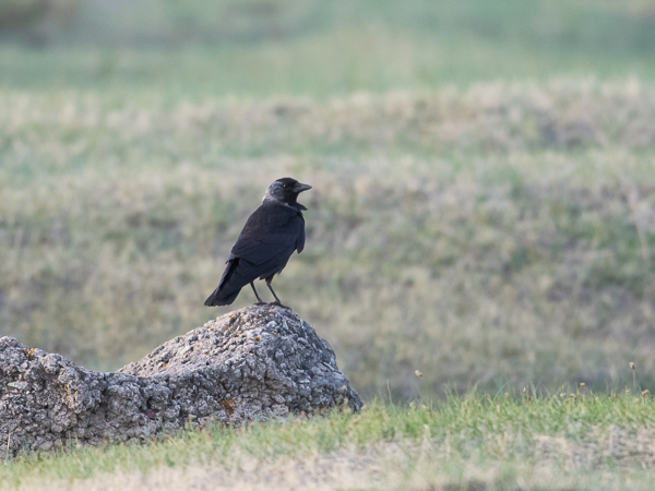 Idännaakka, Daurian Jackdaw, Corvus dauuricus