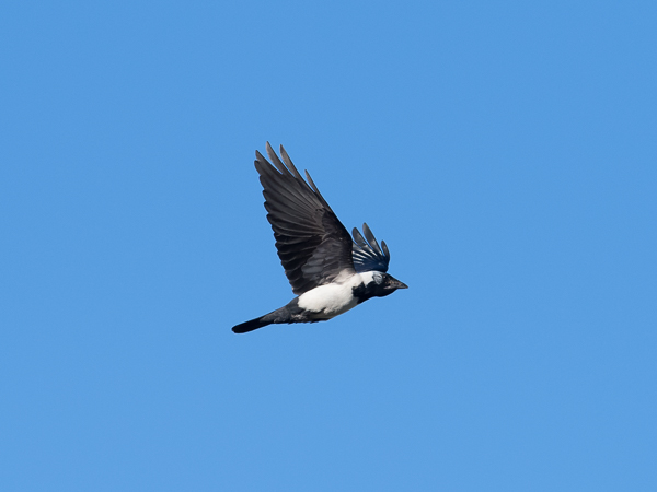 Idännaakka, Daurian Jackdaw, Corvus dauuricus