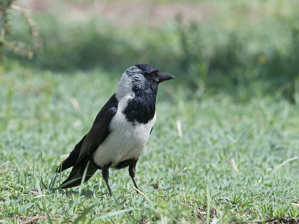 Idännaakka, Daurian Jackdaw, Corvus dauuricus