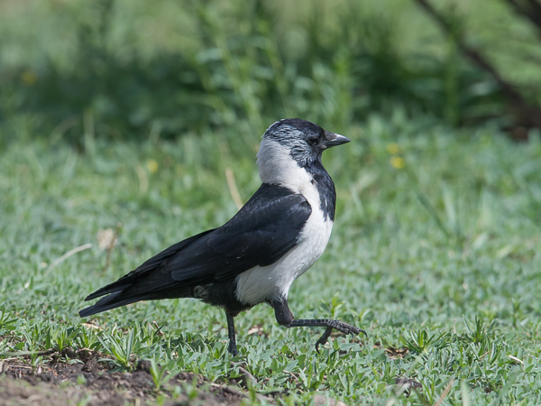 Idännaakka, Daurian Jackdaw, Corvus dauuricus
